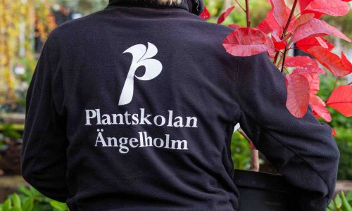 Fotografering till tryck och hemsida
Ängelholma Plantskola 2019